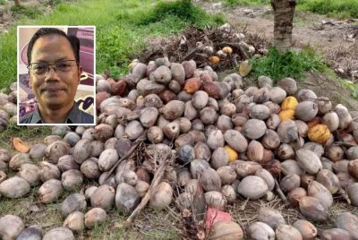 FAMA akan menyediakan sebanyak 640 tan metrik bekalan kelapa setiap bulan untuk memenuhi permintaan di seluruh negara. Gamabr kecil: Shahrizan Sudiman