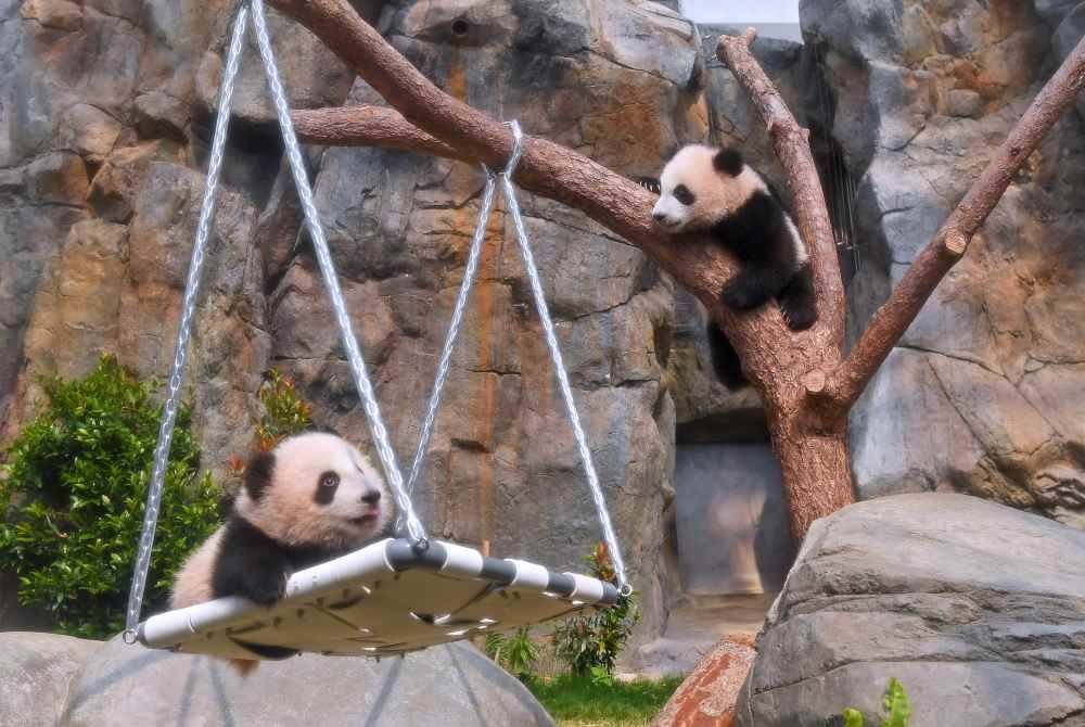 Anak panda gergasi yang pertama dilahirkan di Ocean Park Hong Kong bertemu dengan orang ramai pada Ahad, dan penduduk digalakkan untuk mencadangkan nama bagi si kembar comel ini. Foto Xinhua