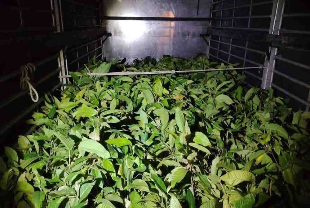 Batalion 8 PGA Pengkalan Chepa menumpaskan kegiatan penyeludupan tanaman selepas merampas 9,200 pelbagai jenis anak pokok bernilai RM1.8 juta di Kampung Kedap, Rantau Panjang pada Sabtu. Foto PGA