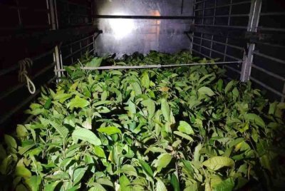 Batalion 8 PGA Pengkalan Chepa menumpaskan kegiatan penyeludupan tanaman selepas merampas 9,200 pelbagai jenis anak pokok bernilai RM1.8 juta di Kampung Kedap, Rantau Panjang pada Sabtu. Foto PGA