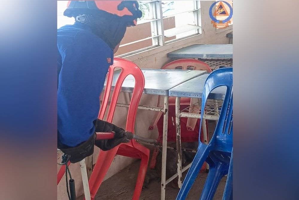 Anggota APM Daerah Bagan Datuk sedang menangkap seekor biawak yang tersesat di dalam bilik kelas di SMK Khir Johari Sungai Sumun di sini pada Isnin.