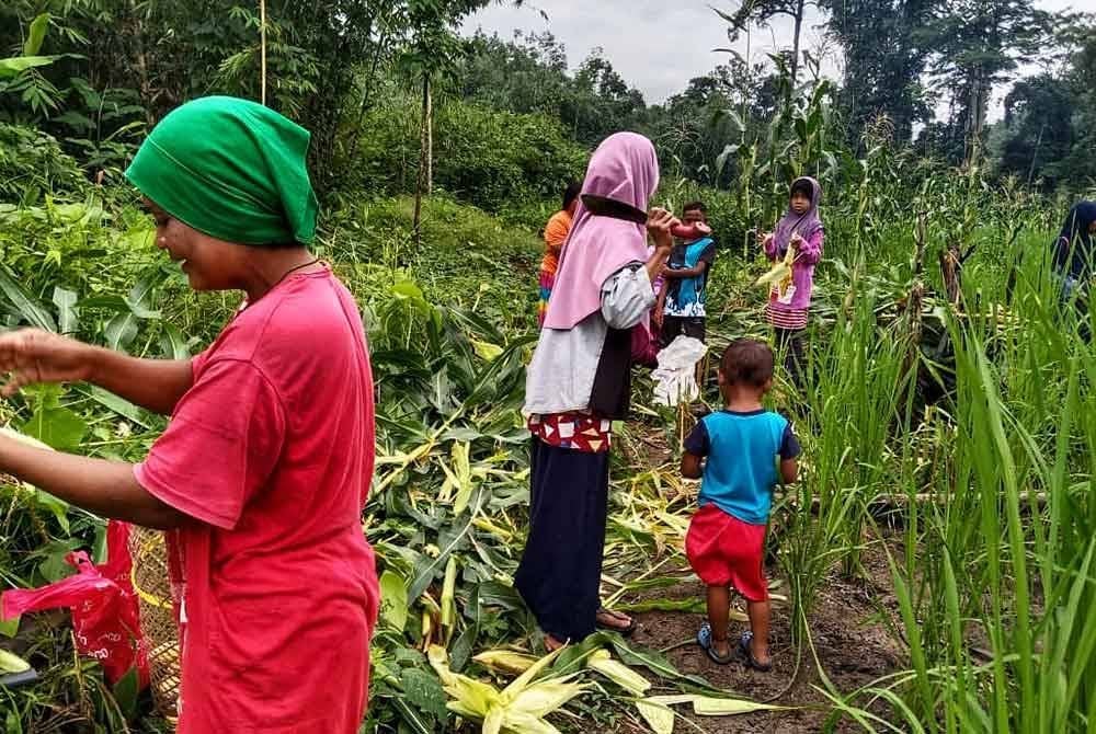 Aktiviti memetik jagung sebelum dijadikan lemang jagung. Foto ihsan orang awam