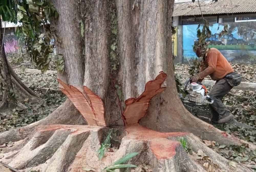 Penebangan pokok dilakukan selepas perbincangan dengan arboris bertauliah yang mengesahkan bahawa pokok tersebut berisiko tinggi untuk mengalami kegagalan struktur dan tumbang.