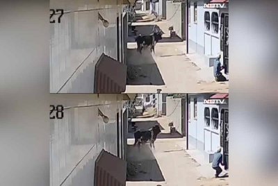 Lelaki warga emas terpelanting tujuh meter ke udara selepas diserang lembu liar