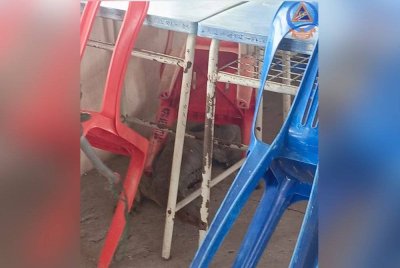 Biawak yang tersesat di dalam bilik kelas di SMK Khir Johari, Sungai Sumun di sini berjaya ditangkap anggota APM Daerah Bagan Datuk.