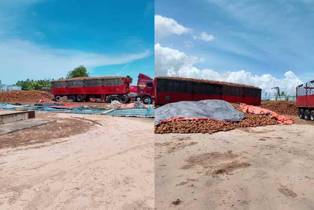 PGA Briged Tenggara berjaya menggagalkan cubaan menyeludup keluar hampir 88,000 biji kelapa selepas menahan dua treler di Stor Che Soh, Kampung Pulau Ular, Tumpat, Isnin lepas. Foto Facebook Briged Tenggara PGA Rasmi