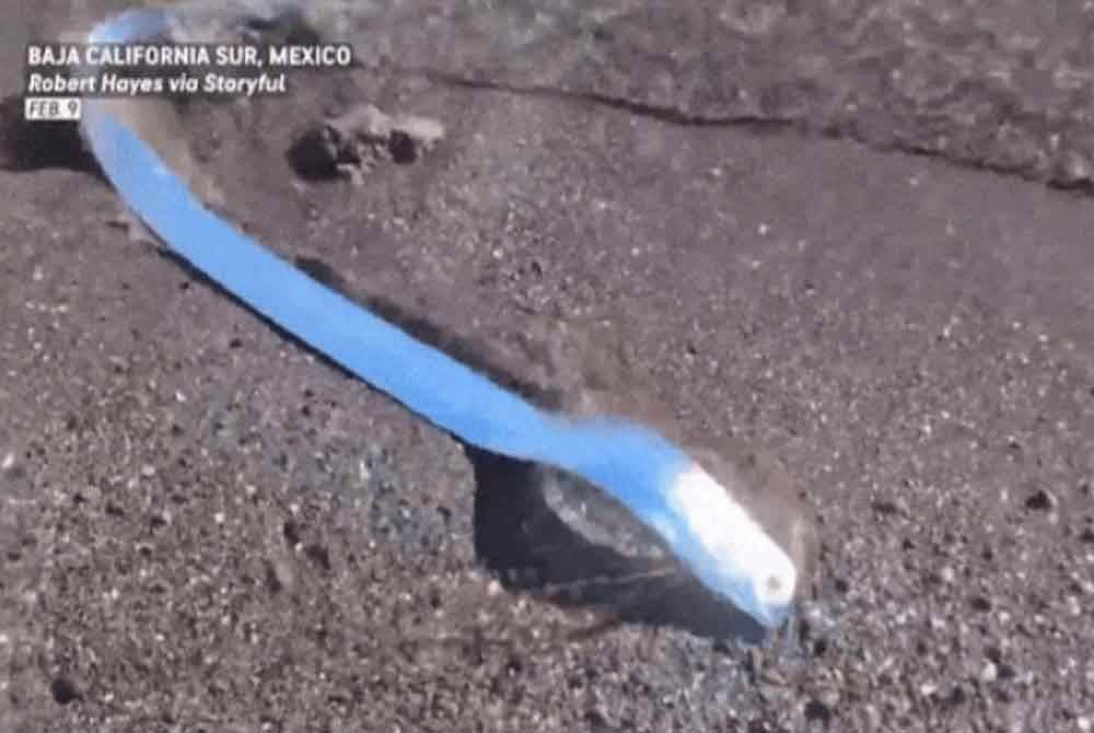 Ikan oarfish yang sering dikaitkan dengan petanda bencana alam ditemui dalam keadaan lemah oleh sekumpulan nelayan.