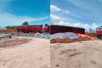 PGA Briged Tenggara berjaya menggagalkan cubaan menyeludup keluar hampir 88,000 biji kelapa selepas menahan dua treler di Stor Che Soh, Kampung Pulau Ular, Tumpat, Isnin lepas. Foto Facebook Briged Tenggara PGA Rasmi