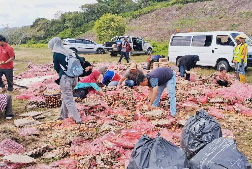Orang ramai tidak melepaskan peluang mengutip telur yang tercampak selepas lori yang membawa telur itu terbalik di Kilometer 293.8 Lebuhraya Pantai Timur 2 (LPT2) selepas susur keluar Plaza Tol Chukai, Kemaman.