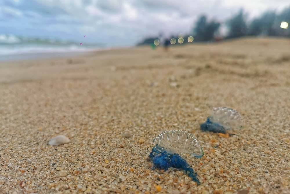 Ubur-ubur jenis portuguese man o' war turut dikesan terdampar di Pantai Batu Buruk, Kuala Terengganu baru-baru ini.