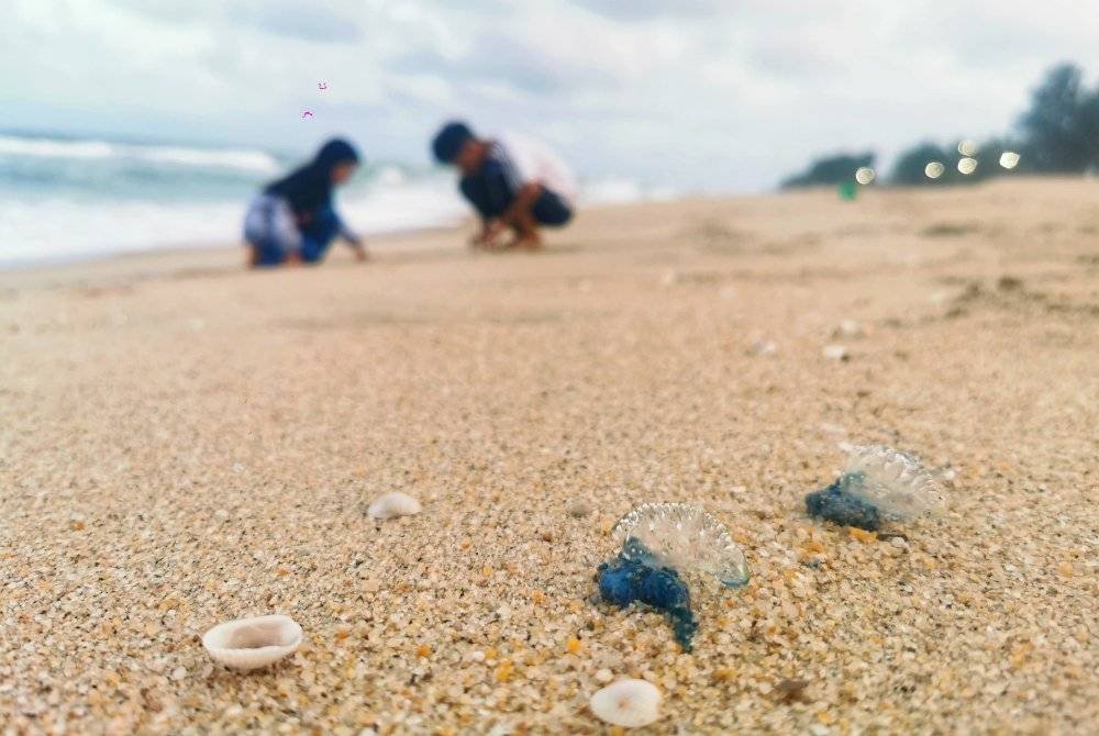 Ubur-ubur jenis portuguese man o' war turut dikesan terdampar di Pantai Batu Buruk, Kuala Terengganu baru-baru ini.