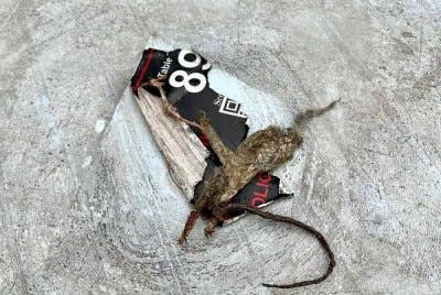 Bangkai tikus ditemukan di sebuah kedai kopi di Pulau Tikus, George Town. Foto FB MBPP