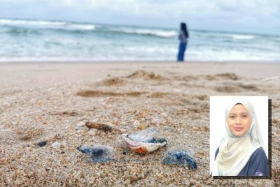 Ubur-ubur jenis portuguese man o' war turut dikesan terdampar di Pantai Batu Buruk, Kuala Terengganu baru-baru ini. (Gambar kecil: Roswati)