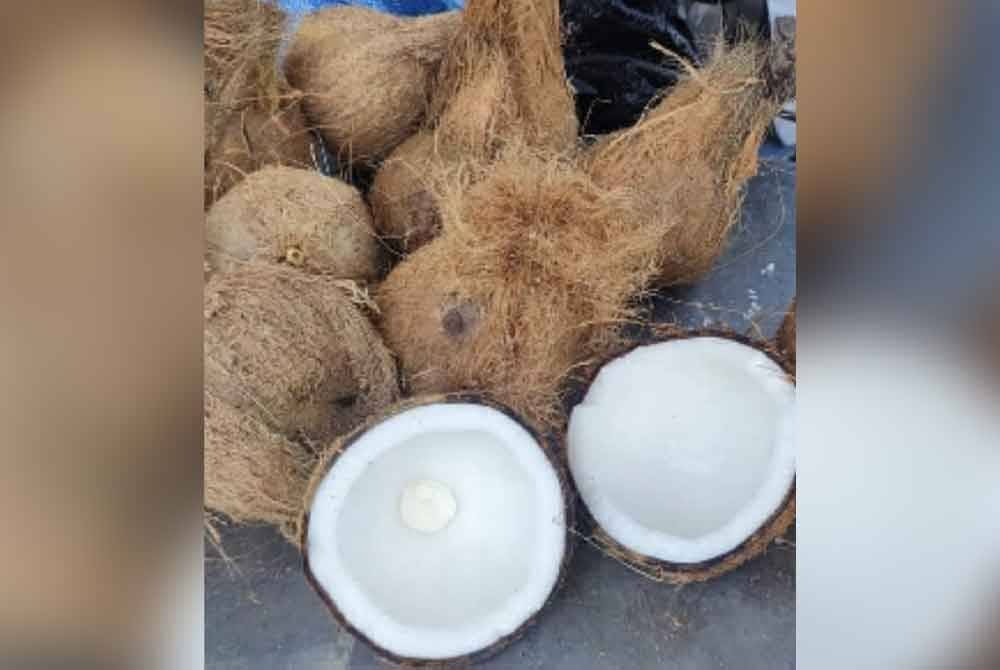 Sebanyak 164,000 kelapa tua dibawa masuk masing-masing dari Sabah dan Kepulauan Palembang bagi memenuhi keperluan di pasaran pada Ramadan dan Aidilfitri. - Gambar hiasan