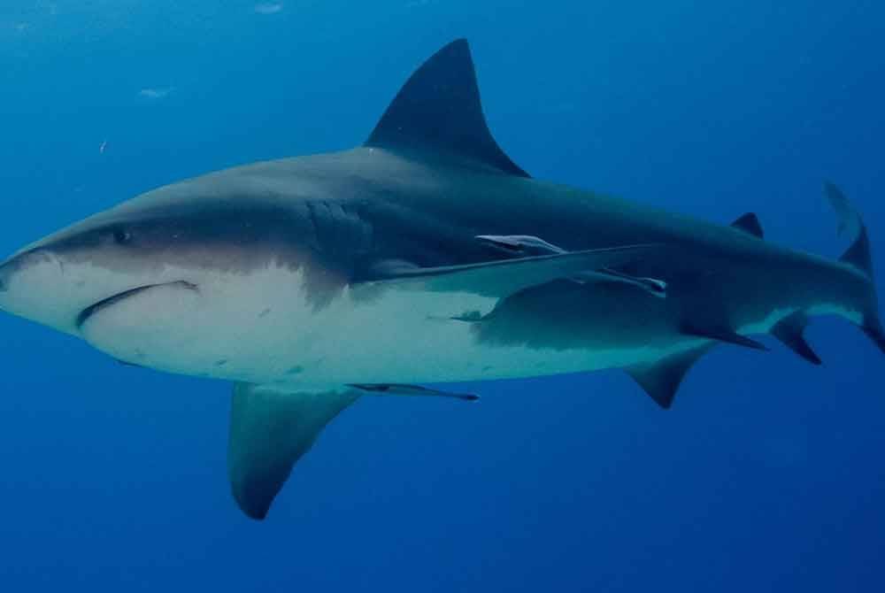 Wanita Kanada putus dua tangan diserang jerung di Pantai Caribbean. - Agensi