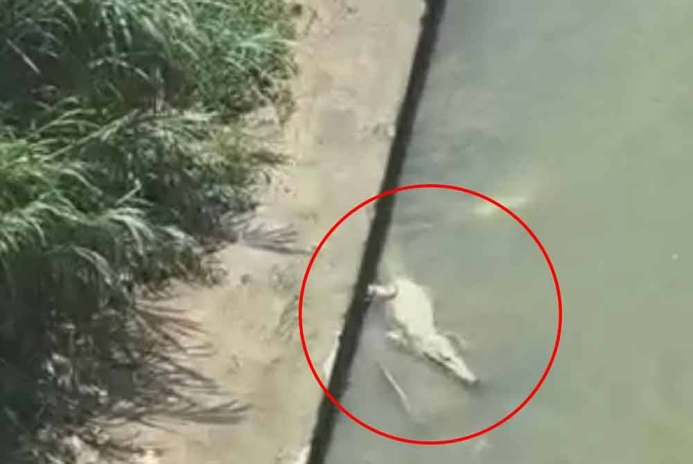 Rakaman video tular baru-baru ini seekor buaya di Sungai Klang, Kuala Lumpur.
