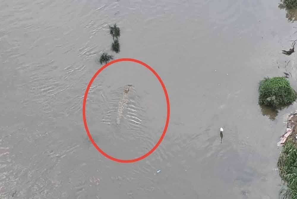 Rakaman dron mengesan seekor buaya di Sungai Klang, Kuala Lumpur berhampiran sebuah pusat beli-belah baru-baru ini.