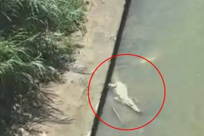 Rakaman video tular baru-baru ini seekor buaya di Sungai Klang, Kuala Lumpur.