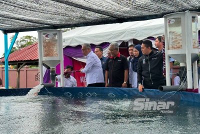Mohd Hassany (kiri) melepaskan anak ikan tilapia ke dalam kolam. Foto SINAR HARIAN ADILA SHARINNI WAHID