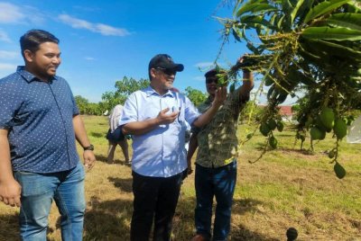 Othman (kanan) menunjukkan buah harumanis semasa lawatan kerja Dzowahir (tengah) dan Jabatan Pertanian Negeri Kedah ke Ladang Harumanis Usima Agriculture Sdn Bhd di Alor Setar pada Ahad.