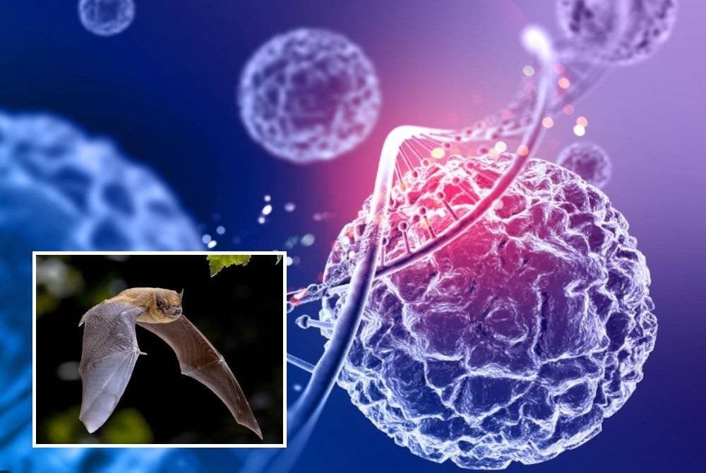 Varian baharu itu dikatakan menjangkiti manusia dengan cara sama seperti Covid-19.