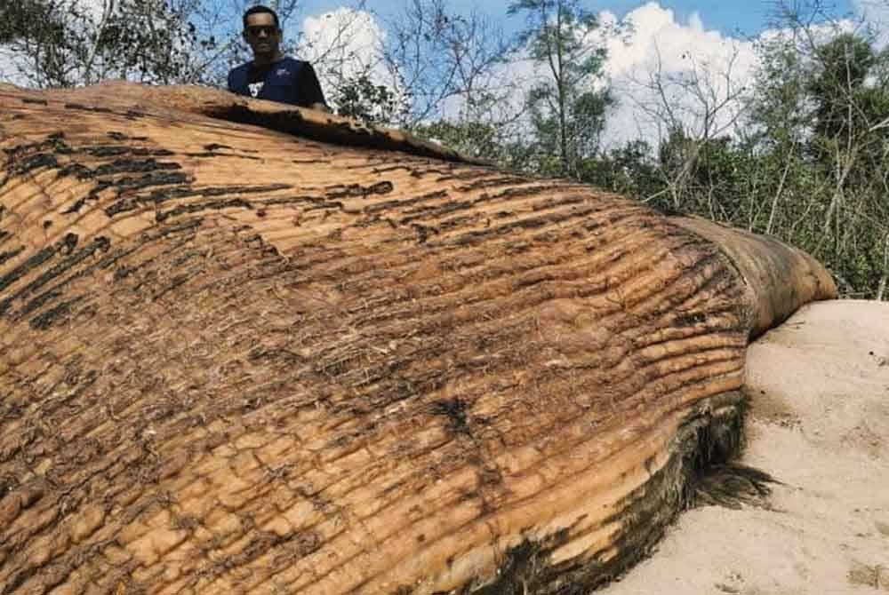 Bangkai paus yang awalnya disangka kayu balak.