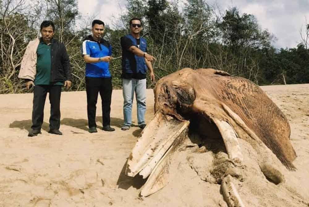 Faizal (kanan) bersama Muhammad Khairani (tengah)menunjukkan bangkai paus yang ditemui terdampar di Pantai Kampung Sungai Miang di Pekan pada Isnin.