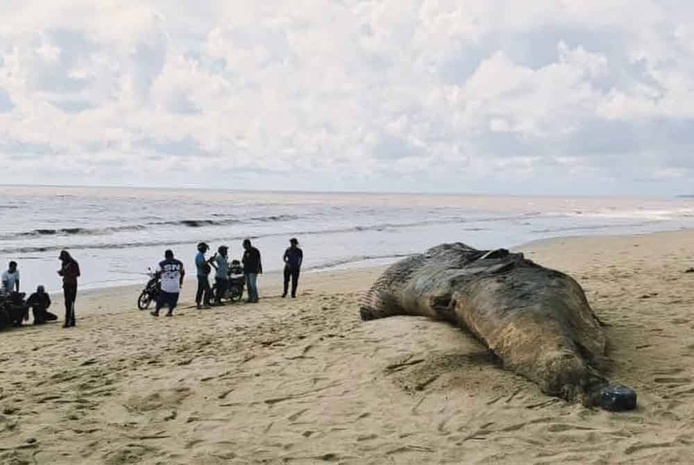 Orang ramai yang datang ke lokasi untuk melihat bangkai paus dengan lebih dekat.