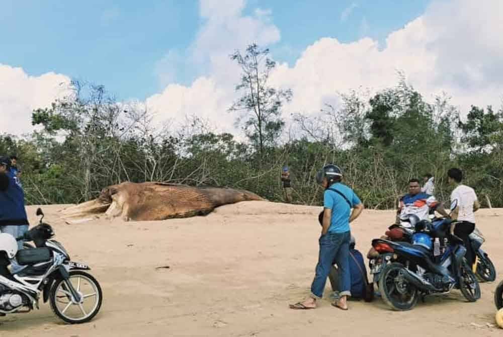 Orang ramai yang datang ke lokasi untuk melihat bangkai paus dengan lebih dekat.