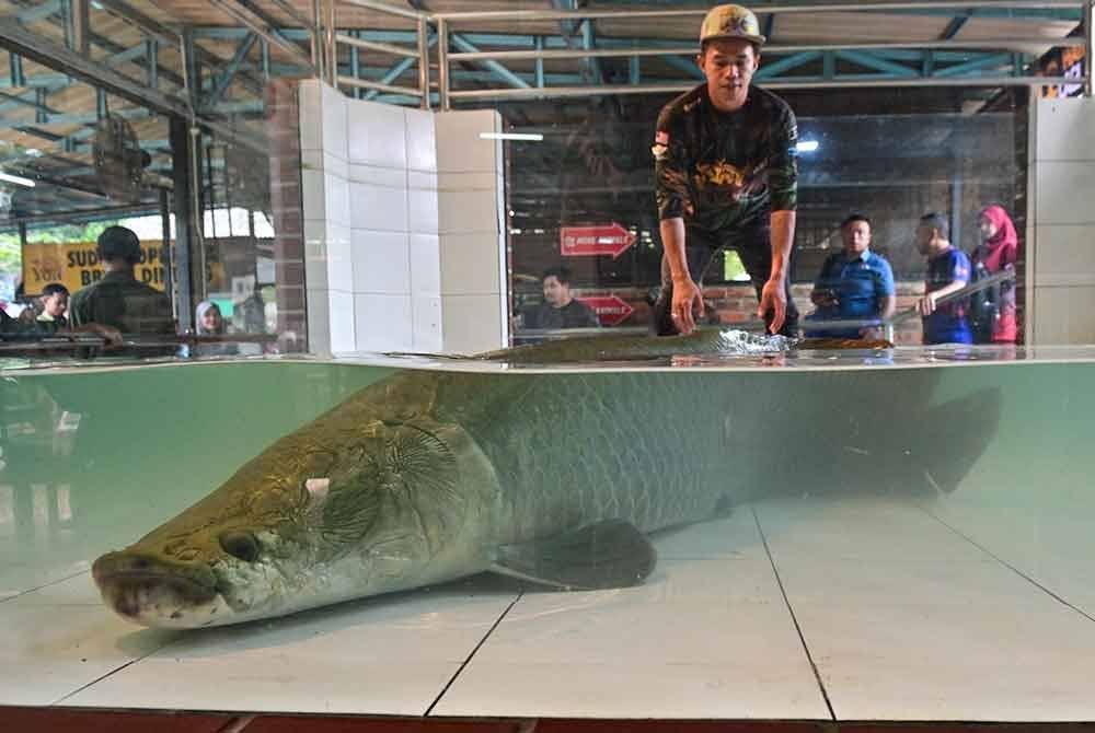Orang ramai yang berminat untuk memelihara ikan larangan import seperti arapaima atau pacu perlu memohon lesen khas yang dikeluarkan oleh Ketua Pengarah Perikanan Malaysia.