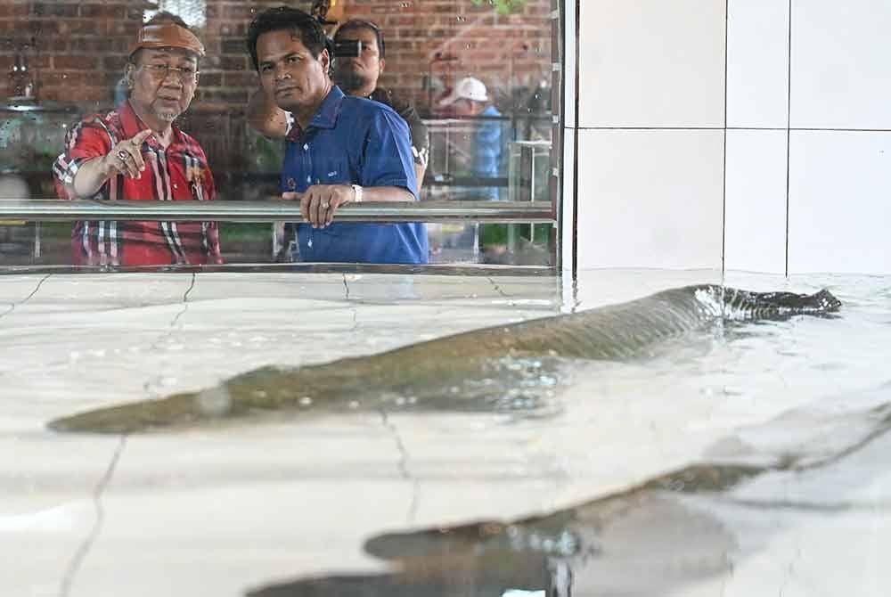 Ruzaidi (kanan) melihat ikan arapaima di dalam akuarium di Zoo Rimba Razia