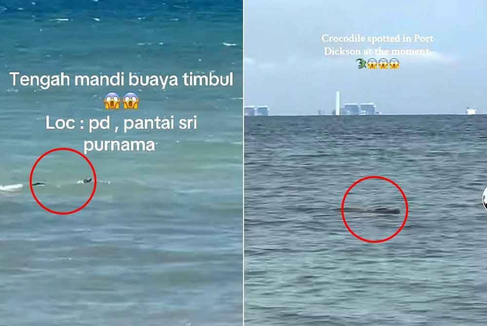 Tangkap layar video yang menampakkan buaya di pantai Port Dickson.