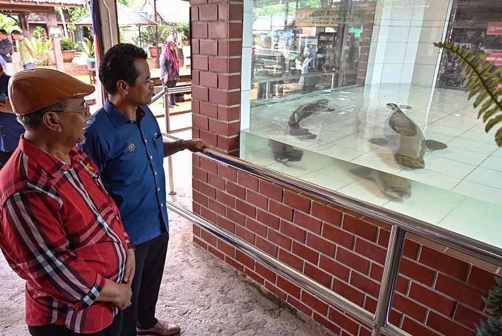 Pengarah Jabatan Perikanan Terengganu Ruzaidi Mamat (dua kiri) bersama Pengerusi Eksekutif Rimba Razia, Datuk Seri Zakaria Abdul Razak (kiri) melihat ikan bersaiz gergasi yang dikenali sebagai Arapaima di Zoo Rimba Razia hari ini.
