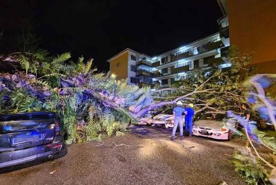 Keadaan kenderaan dihempap pokok di kawasan parkir flat blok G9, Seksyen 2, Wangsa Maju, pada Ahad. Foto ihsan APM