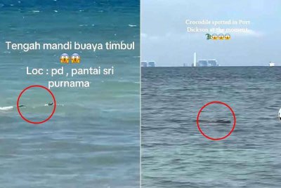 Tangkap layar video yang menampakkan buaya di pantai Port Dickson.