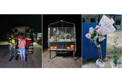 Seorang pemandu lori ditahan bersama 2,000 anak pokok bunga ros dipercayai diseludup dari Thailand menerusi penugasan Op Taring Wawasan di Lalang Pepuyu, Tanah Merah pada Ahad. Foto PGA
