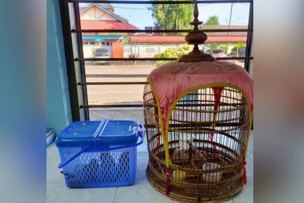 Burung merbuk yang dirampas bersama sangkar buluh.