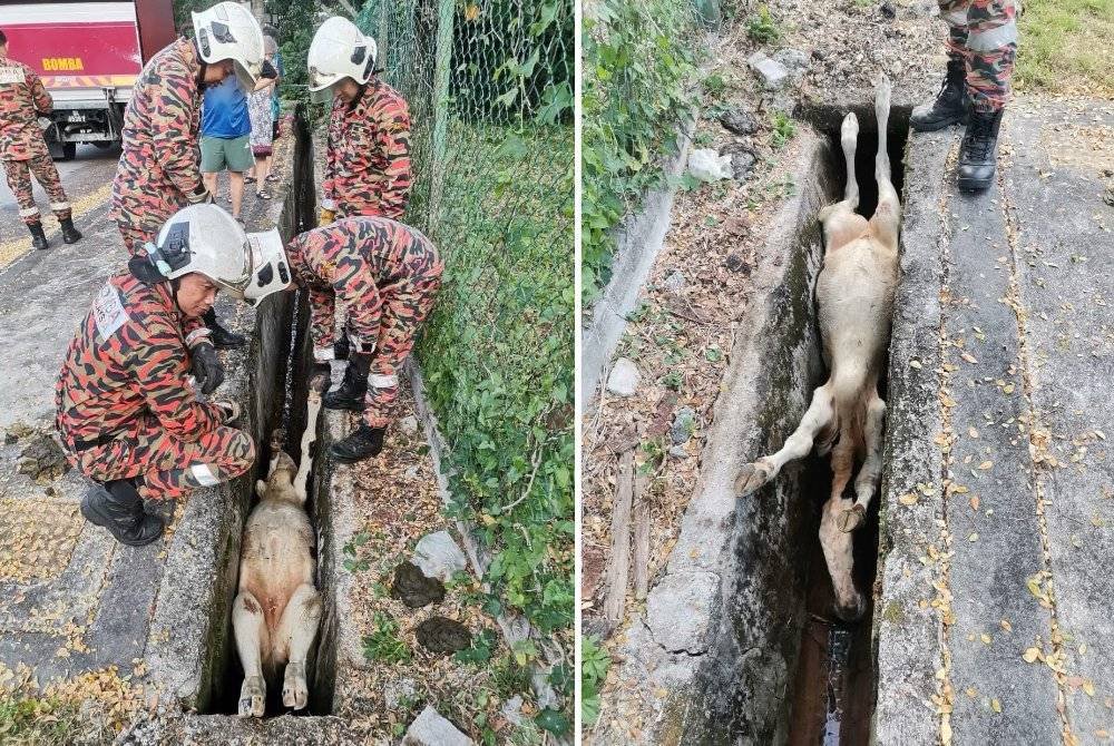 Operasi menyelamatkan anak lembu yang terjatuh dalam longkang. (Kanan: Keadaan anak lembu yang 'terbaring' dalam longkang.)