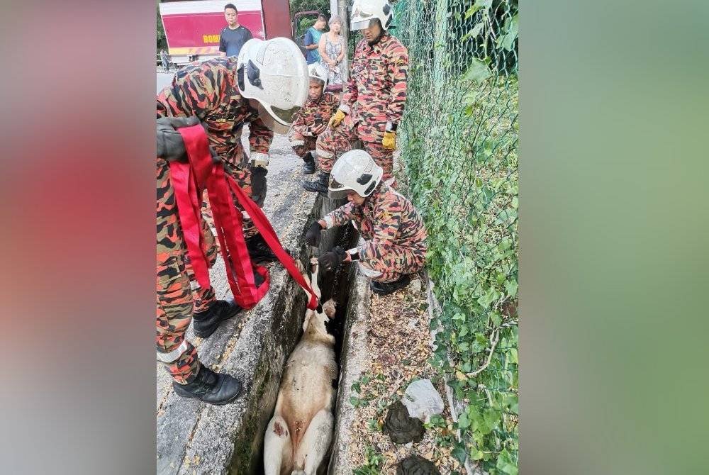 Operasi menyelamatkan anak lembu yang terjatuh dalam longkang.