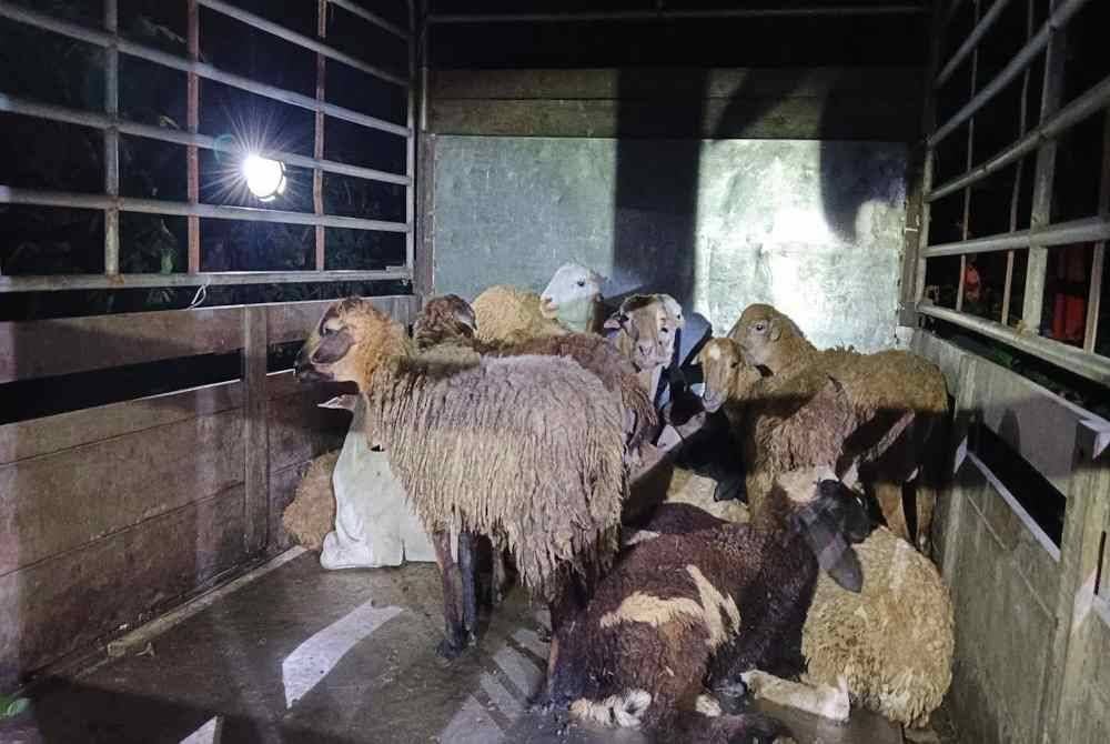 Biri-biri yang cuba diseludup di Kampung Seri Merbau, Pasir Mas pada Sabtu lepas. Foto PGA