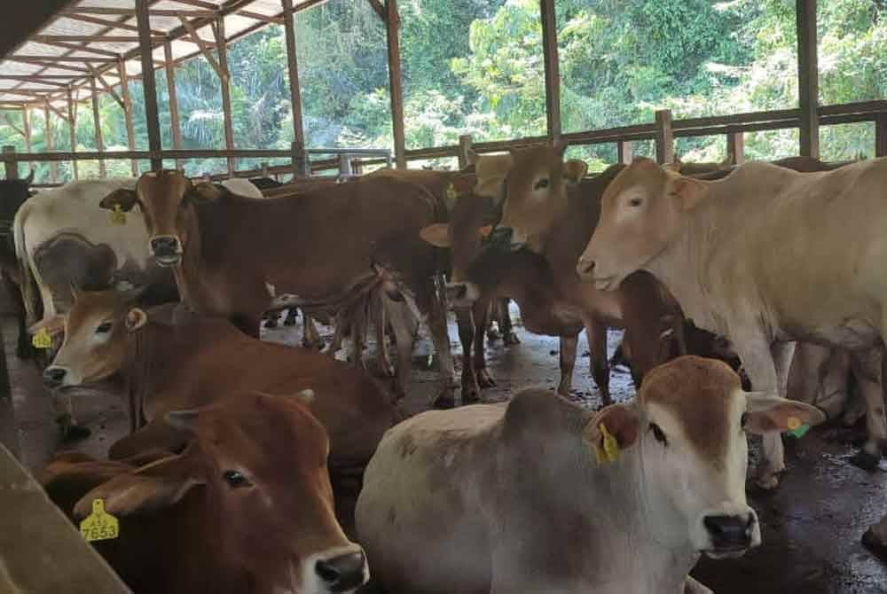 Daging yang ditawarkan pula adalah segar dari ladang sesuai dengan kaedahnya penjagaannya, diternak secara sistematik dalam kandang dan tidak dilepaskan merayau.