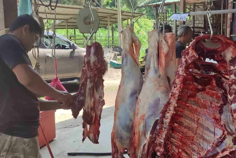 Daging lembu segar dari sebuah ladang di Kampung Chenor, Jelebu.