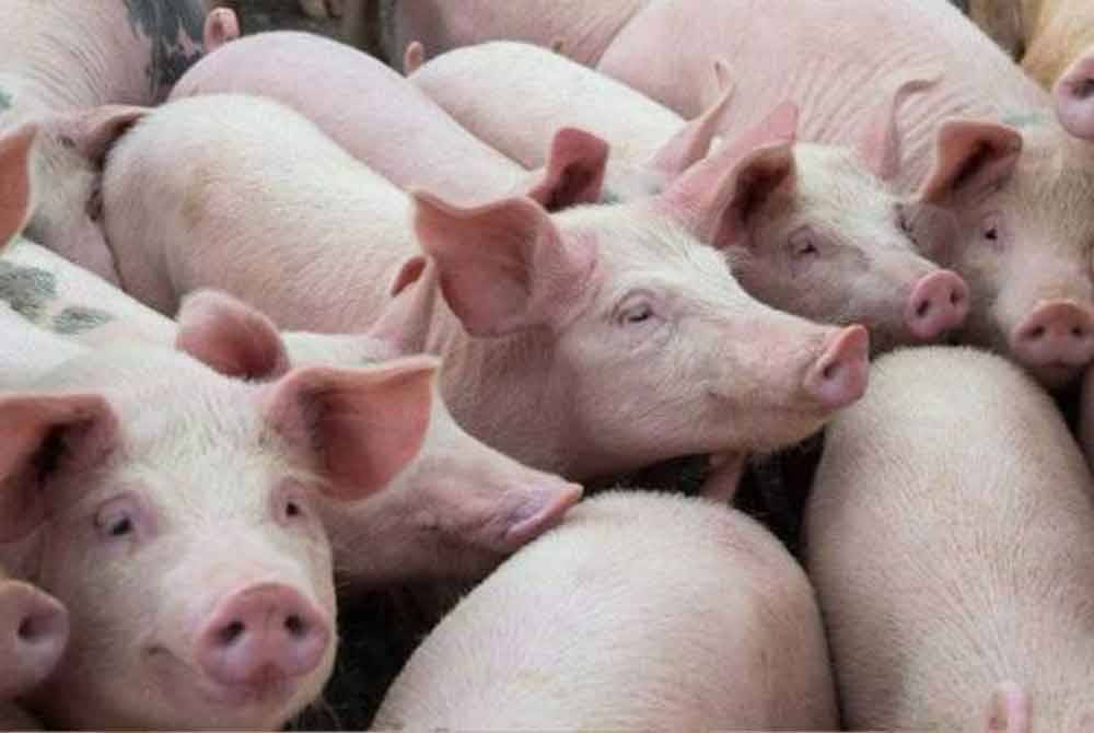 Sebanyak 76,000 daripada 250,000 babi di 56 ladang di Selangor dikesan sudah dijangkiti demam babi Afrika (ASF) sejak 28 Januari lalu.