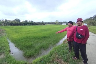 Abdur Rahman (kanan) dan Muhamad Nasrullah menunjukkan kawasan sawah padi yang didakwa terjejas akibat masalah kekurangan bekalan air di Kampung Air Terjun, Besut, Terengganu.