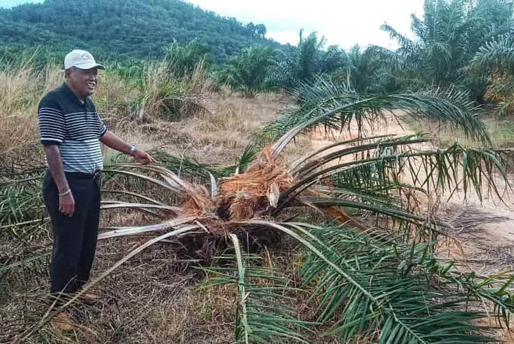 Ismayatim (kiri) menunjukkan kesan serangan gajah liar di ladang sawit terbabit. Foto ihsan Ismayatim