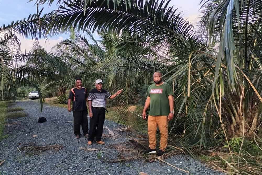 Ismayatim (tengah) bersama pekerja menunjukkan kesan serangan gajah liar yang memusnahkan pokok kelapa sawit di ladang tersebut. Foto ihsan Ismayatim