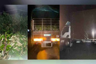 PGA Pengkalan Chepa merampas pelbagai jenis anak pokok seludup seperti durian duri hitam, laici, longan, durian belanda dan petai bernilai RM2 juta di dua lokasi berasingan di Rantau Panjang pada Isnin. - Foto PGA