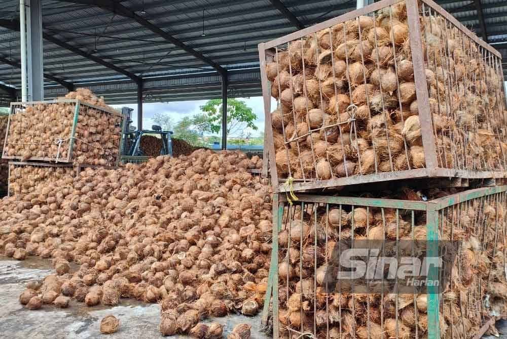 Sebahagian daripada bekalan kelapa yang masih ada, tetapi semakin berkurangan, susulan musim melawas.