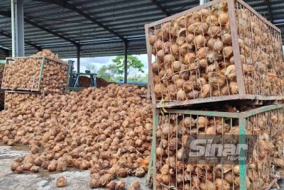 Sebahagian daripada bekalan kelapa yang masih ada, tetapi semakin berkurangan, susulan musim melawas.