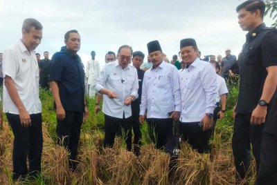 Anwar (tengah) turun meninjau kawasan sawah yang telah dituai selepas meluncurkan projek pembangunan infrastruktur bagi menyokong program penanaman padi lima musim dalam tempoh dua tahun di kawasan Muda di Kampung Pida 4, Ayer Hitam, Jerlun pada Khamis.